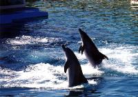 Sea World 1001